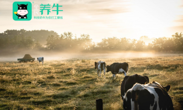 全民养牛——“小众奶”如何以小博大